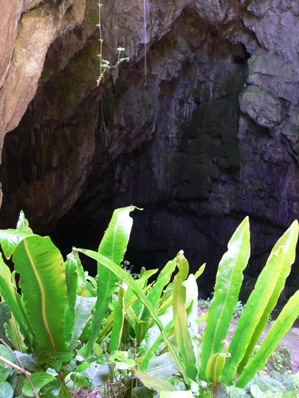 Phyllitis scolopendrium / Lingua cervina